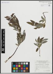 Foto von Salix appendiculata Vill. x Salix eleagnos Scop.